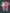GENESIS PINK LIMITED EDITION